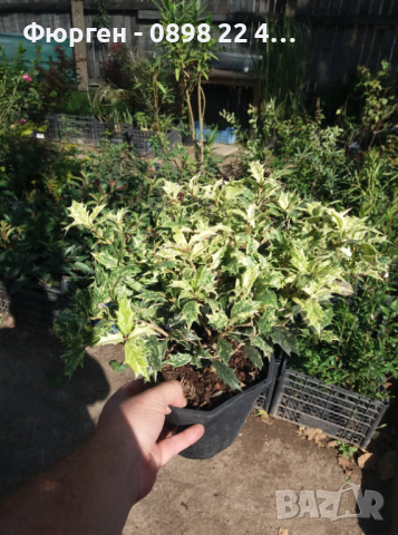 Османтус  'Goshiki', снимка 9 - Разсади - 37586922