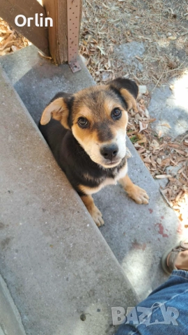 Подарявам кученца - майка ротвайлер, баща - голям немски шпиц , снимка 1