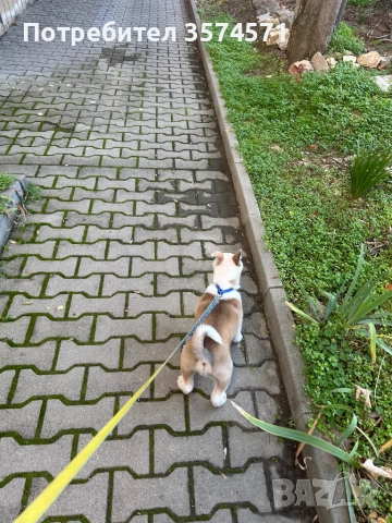 Малко кученце, снимка 2 - Други - 52805848