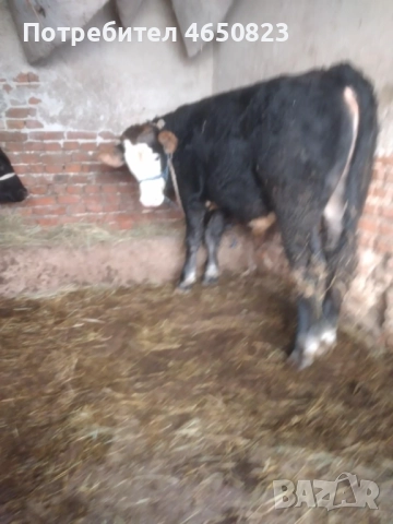 Продавам крави и телета, снимка 9 - За селскостопански - 52412159