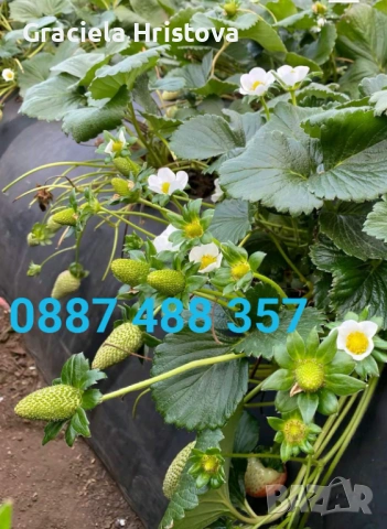 Продавам разсад ягоди , снимка 7 - Сортови семена и луковици - 54109437