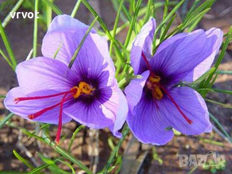 Шафран,Чудесна подправка, най-скъпата в света,една от най-известните,използвана от древността, снимка 9 - Хранителни добавки - 40092630