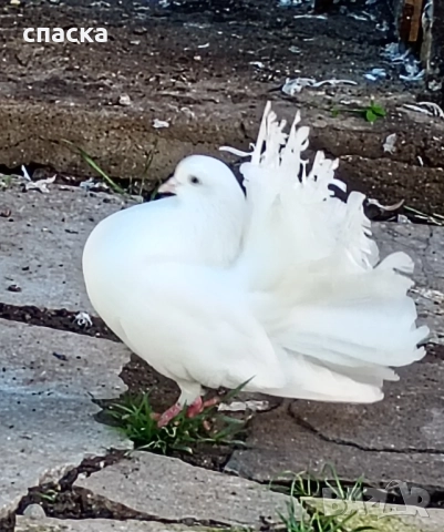 гълъби фенерлия декорация , снимка 14 - Гълъби - 52421214