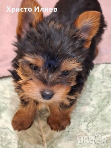 Продава мъжко мини йоркширче , снимка 5 - Йоркширски териер - 54136523