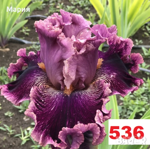 Сортови вискоки ириси /брадати ириси, снимка 9 - Сортови семена и луковици - 46410730