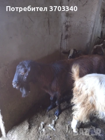 Продавам ярета, пръчове и кози, снимка 5 - Кози - 51114504