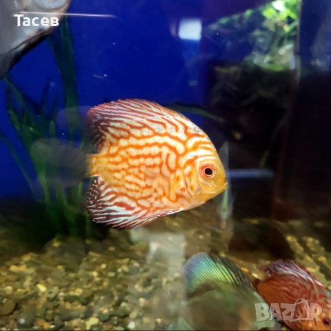 Дискуси 6-7см, снимка 6 - Рибки - 53232982