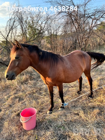 Кобила и Женско муле, снимка 2 - Коне - 52366920
