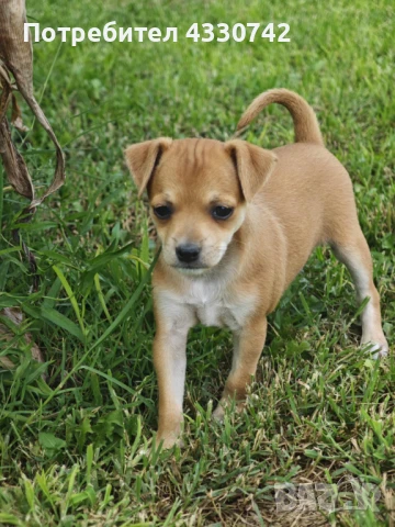 Пинчери родени на 26.07 2025 , снимка 1