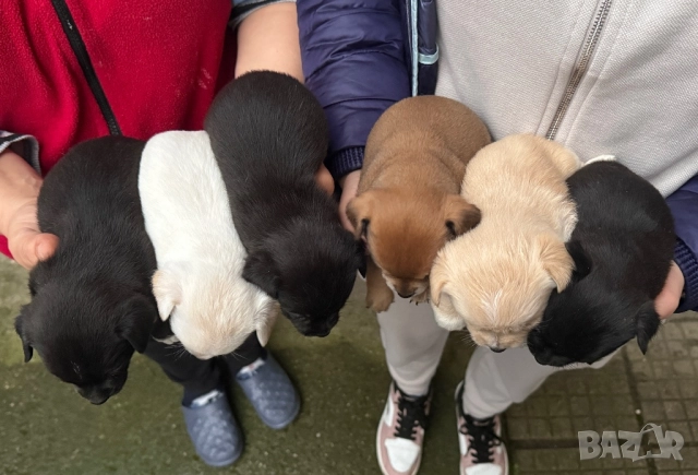 Мини чихупинчери , снимка 2 - Чихуахуа - 52724080