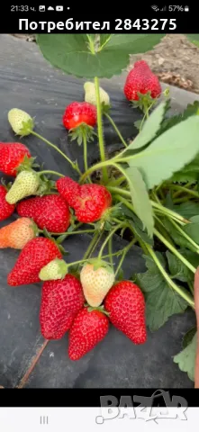 Продавам разсад ягоди , снимка 3 - Сортови семена и луковици - 49694039
