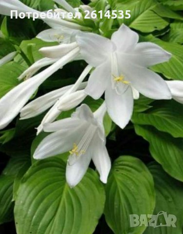 ХОСТА, снимка 4 - Градински цветя и растения - 29101770