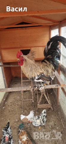 Петле, снимка 2 - други­ - 54209259