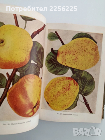 Технология на консервирането 1964г, снимка 2 - Специализирана литература - 52440339