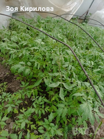Разсад на домати от Елинпелинският край , снимка 12 - Разсади - 53932572