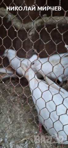 Скумрудки / гугутки/