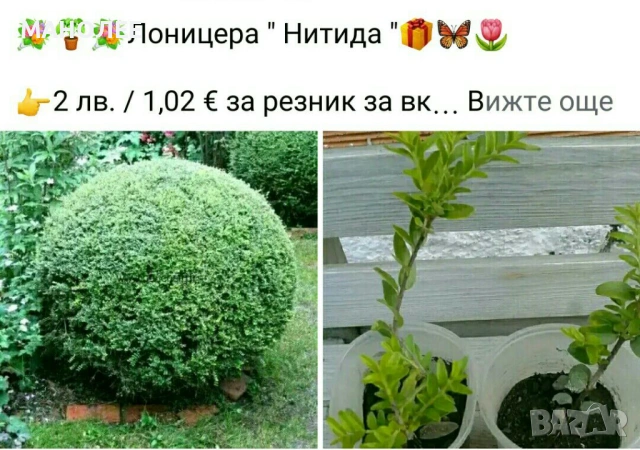 💐🪴💐Лоницера - 3 вида🎁🦋🌷, снимка 4 - Градински цветя и растения - 53927548