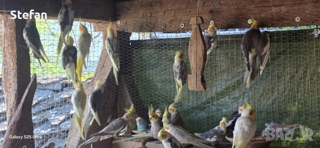 Корела, снимка 4 - Папагали - 54332042