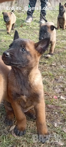 Белгийска овчарка Малиноа