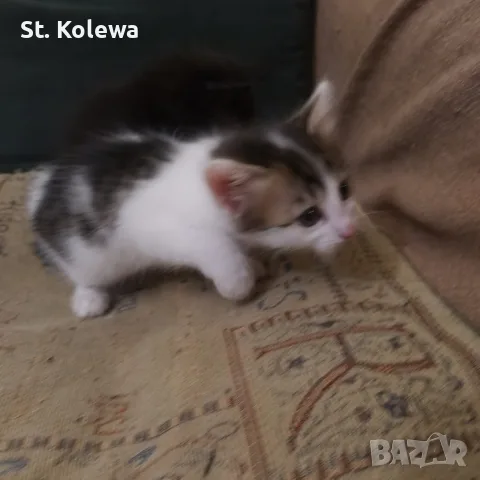 Малки котенца търсят своя дом, снимка 11 - Други - 56339703