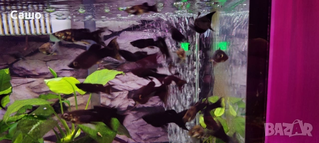 Рибки Молинезии, снимка 4 - Рибки - 53217355