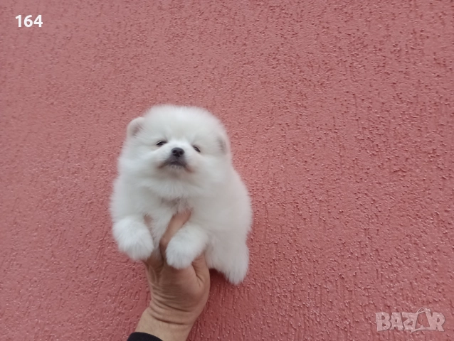 Мъжки и женски  Померани. Реални снимки от 05.01.26 г. , снимка 7 - Померан - 52930796