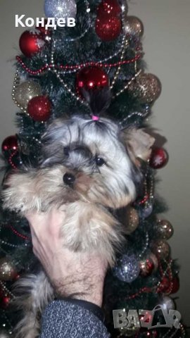 йорки / йоркита * Оферта* , снимка 4 - Йоркширски териер - 21710481