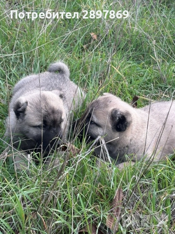 Кангали, снимка 2 - Кангал - 52512721