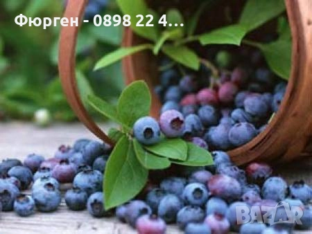 Боровинка - Разсад и замразен плод, снимка 5 - Разсади - 35693886