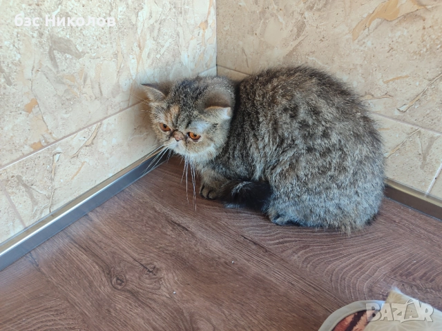 Женски екзотични персийски котки на 4,5 години 2,5 години и на 4 месеца., снимка 8 - Персийска - 51485263