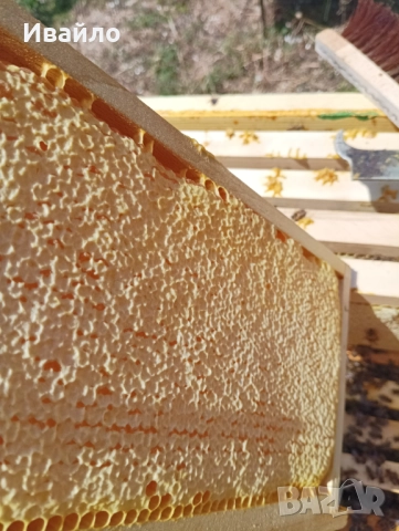 Био пчелен мед - от наш пчелин, снимка 2 - Пчелни продукти - 52120113