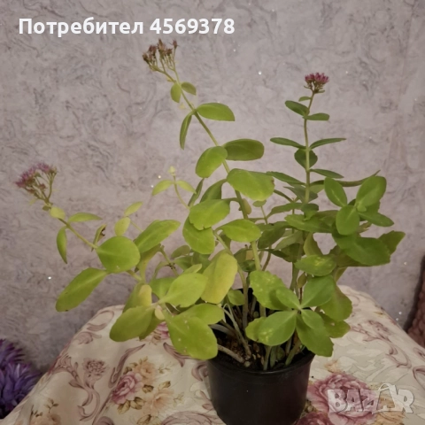 Koмплект Лечебна Дебела Мара, снимка 2 - Градински цветя и растения - 52167096