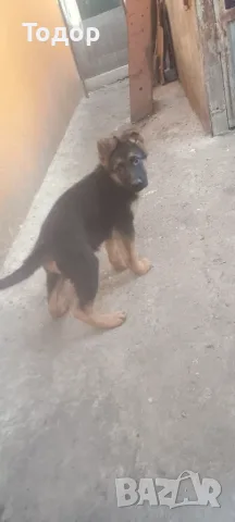 Мъжка немска овчарка 