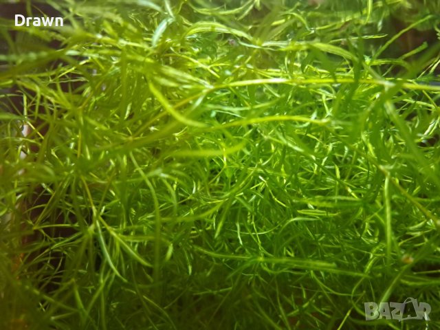  Растения за аквариум, снимка 1