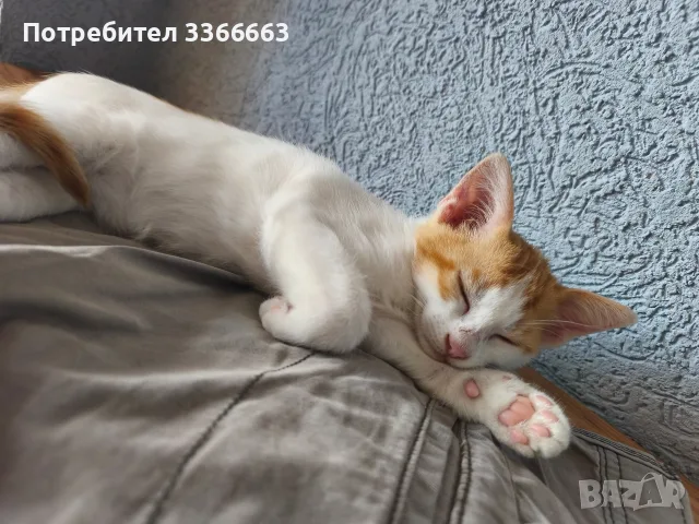Подарявам котенца, снимка 4 - Други - 56524467