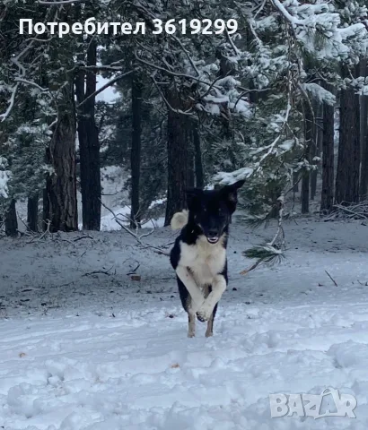 🐾 НАЙДЕН ТЪРСИ СВОЯ ЧОВЕК! , снимка 2 - Други - 55752330