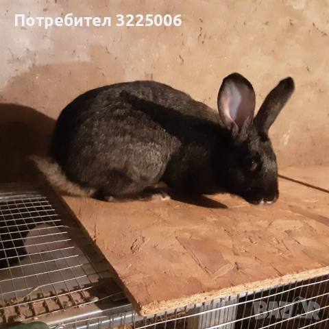 Домашни зайци, снимка 3 - Декоративни зайчета - 52989725