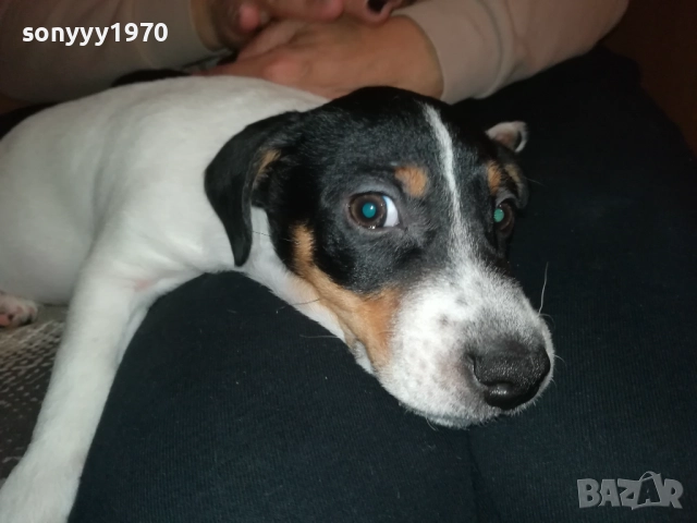 бебе джак-женско 2810251642, снимка 14 - Джак ръсел териер - 52213728