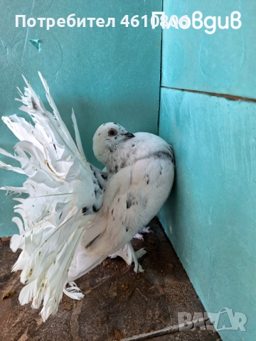 Продавам фенерлия, снимка 1