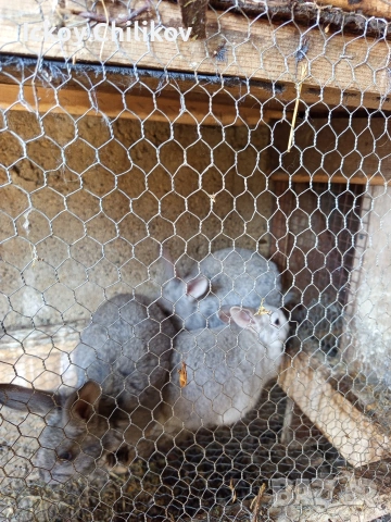 Зайци мъжки и женски, снимка 2 - Други животни - 53970521