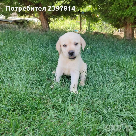 Лабрадор ретривър , снимка 9 - Лабрадор ретривър - 55743243