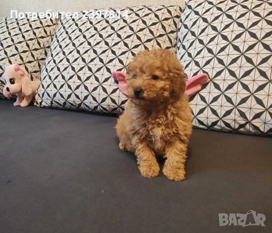 Малтипу , снимка 8 - Пудели - 53143511