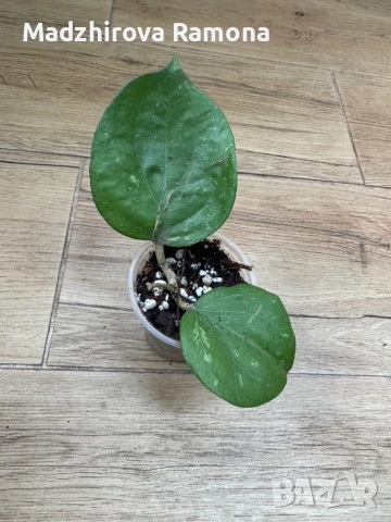 Hoya Balaensis , снимка 2 - Стайни растения - 54001778