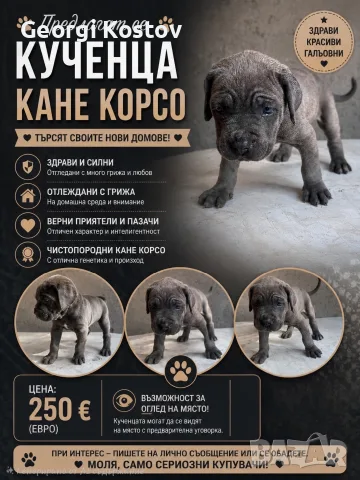 Кане Корсо Бебета