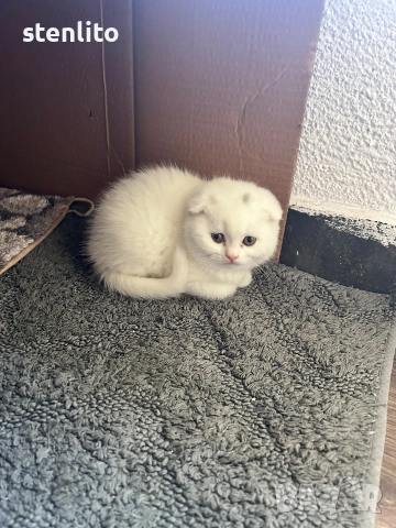 Шотландски клепоухи котенца , снимка 14 - Британска късокосместа - 39110730