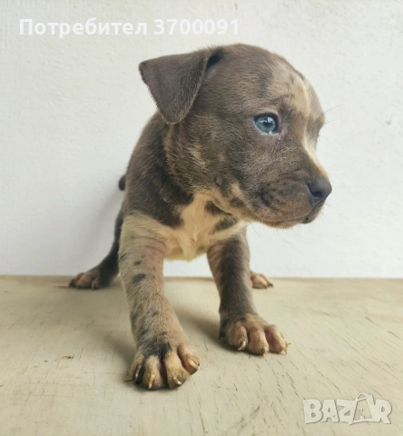 питбул / питбулчета 