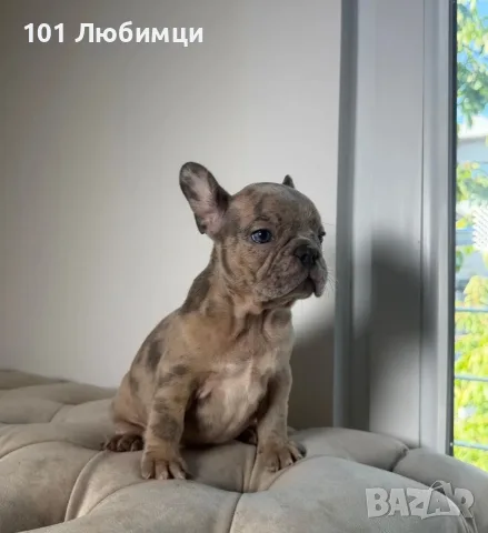 Френски Булдог кученца, снимка 4 - Френски булдог - 56324342