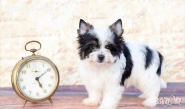 Бивер йоркширски териери, снимка 3 - Йоркширски териер - 47450125