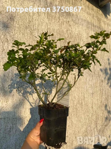 🌹 РОЗА 🌹 Peach DRIFT® Meiggili 🌹, снимка 9 - Градински цветя и растения - 51264438