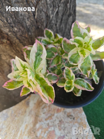 Лизимахия - триколор